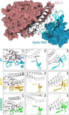 Rapid Assessment of Binding Affinity of SARS-COV-2 Spike Protein to the Human Angiotensin-Converting Enzyme 2 Receptor and to Neutralizing Biomolecules Based on Computer Simulations